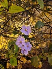 Thunbergia grandiflora