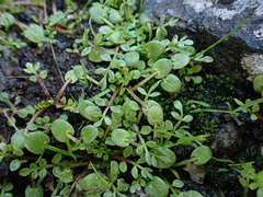Limnanthes macounii