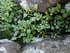 Limnanthes macounii