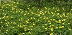 Tribulus cistoides