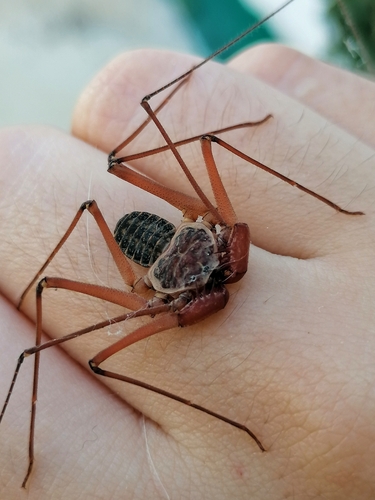 Dusky-handed Tailless Whip Scorpion