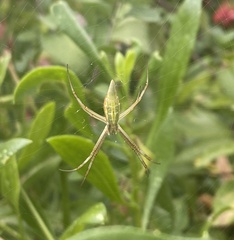 Argiope protensa