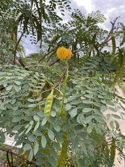 Leucaena retusa
