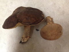 Leccinellum crocipodium