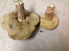 Leccinellum crocipodium