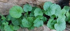 Heuchera parviflora
