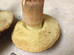 Leccinellum crocipodium