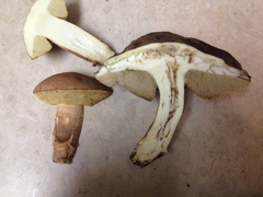 Leccinellum crocipodium