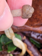 Tolypocladium longisegmentatum