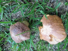 Leccinellum crocipodium