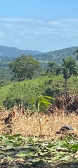 Persea americana