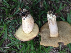 Leccinellum crocipodium