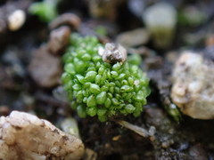 Sphaerocarpos texanus