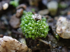 Sphaerocarpos texanus