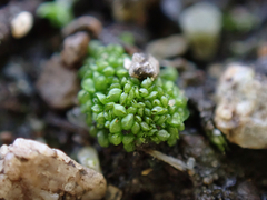 Sphaerocarpos texanus