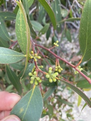 Eucalyptus arenacea