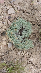 Antennaria dimorpha