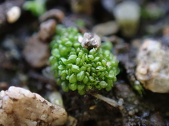 Sphaerocarpos texanus