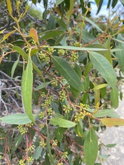 Eucalyptus arenacea