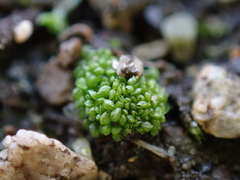 Sphaerocarpos texanus