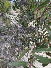 Eucalyptus arenacea