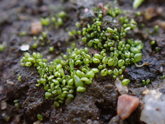 Sphaerocarpos texanus