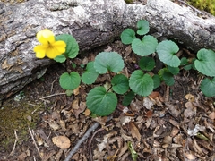 Viola magellanica