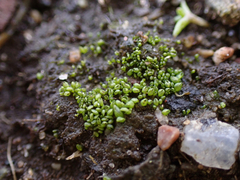 Sphaerocarpos texanus