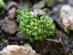 Sphaerocarpos texanus