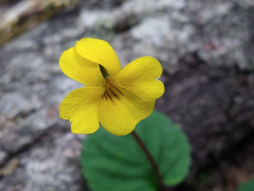 Image of Viola magellanica by (c) Pablo, some rights reserved (CC BY)