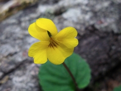 Viola magellanica
