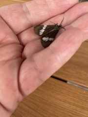 Nyctemera amicus