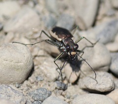 Cicindela marginipennis
