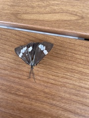 Nyctemera amicus