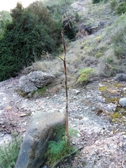 Ferula communis