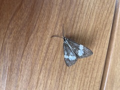 Nyctemera amicus