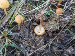 Galerina semilanceata