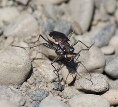 Cicindela marginipennis