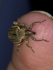 Brachypera zoilus