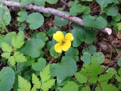 Viola magellanica