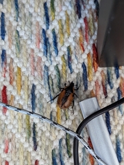 Chondropyga dorsalis