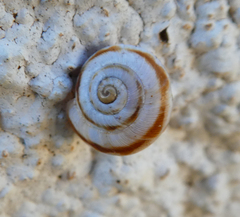 Helicella itala