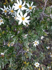 Chiliotrichum diffusum