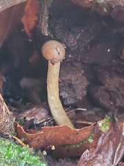 Tolypocladium longisegmentatum