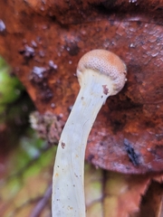 Tolypocladium longisegmentatum