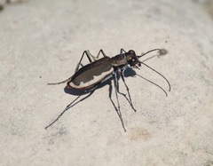 Cicindela marginipennis