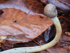 Tolypocladium longisegmentatum