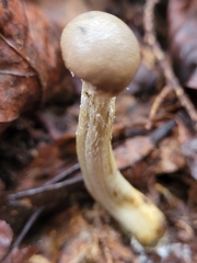 Tolypocladium longisegmentatum