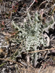 Cirsium occidentale