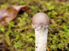 Tolypocladium longisegmentatum